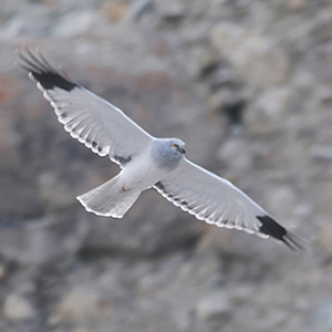 Hen Harrier